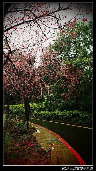 2014.2月_三芝賞櫻小雨遊055.jpg