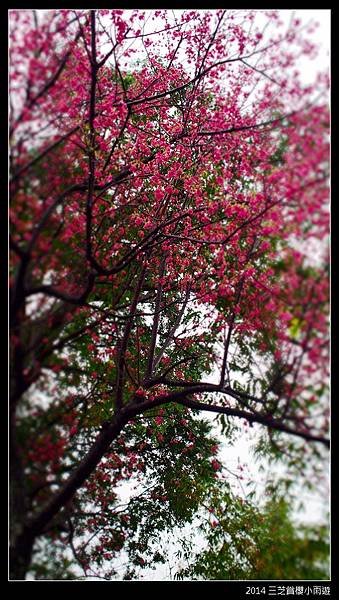 2014.2月_三芝賞櫻小雨遊064.jpg