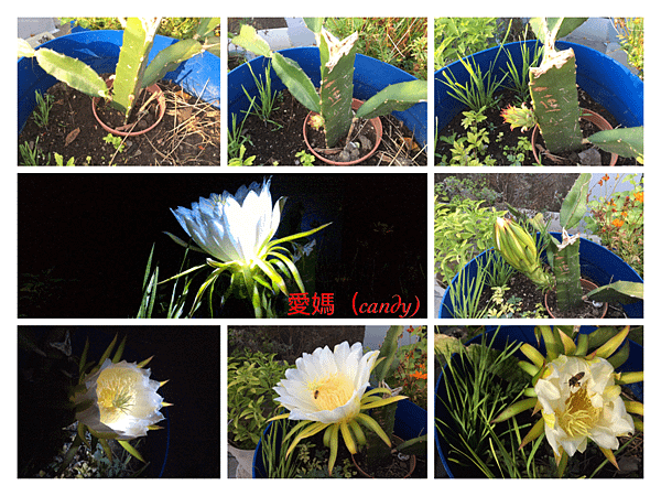 IMG_9746.PNG
