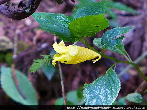 黃花鳳仙花P1020867.jpg
