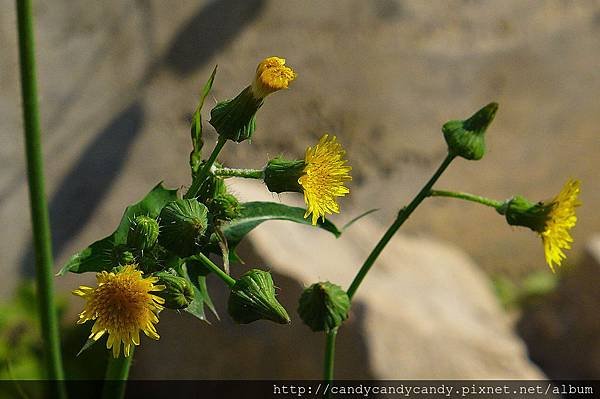苦滇菜(苦菜) Sonchus oleraceus L. 菊科P1040842.jpg