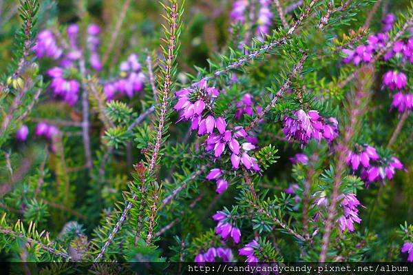 榮冠花，春石南(Erica carnea)P1070242.jpg