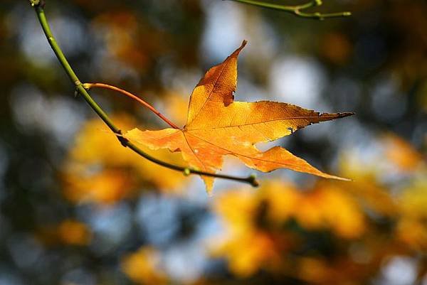 IMG_7785.jpg