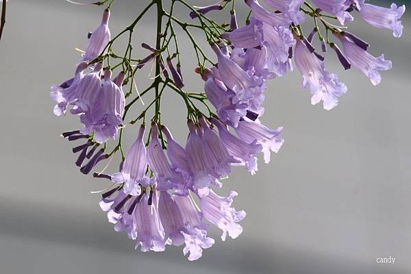 IMG_2844.jpg