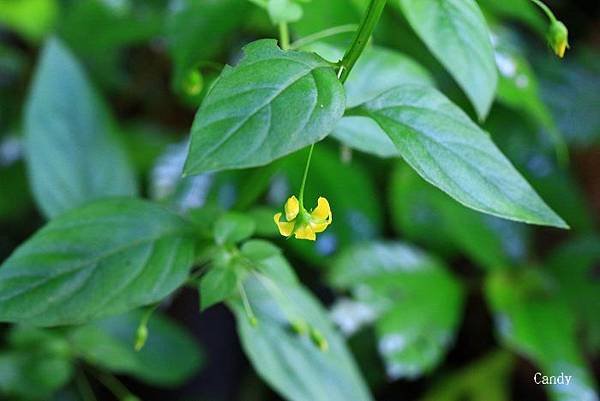 排香草MG_7159.jpg