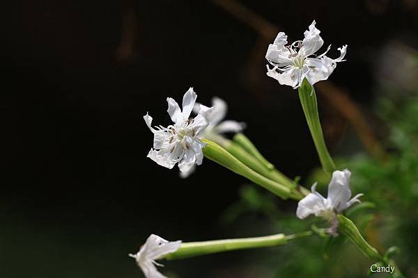 IMG_4210