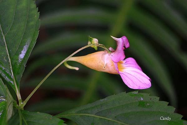 紫花鳳仙花IMG_5057.jpg