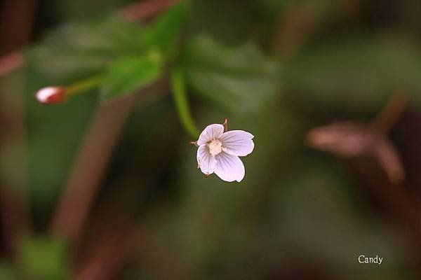 黑龍江柳葉菜IMG_4560.jpg