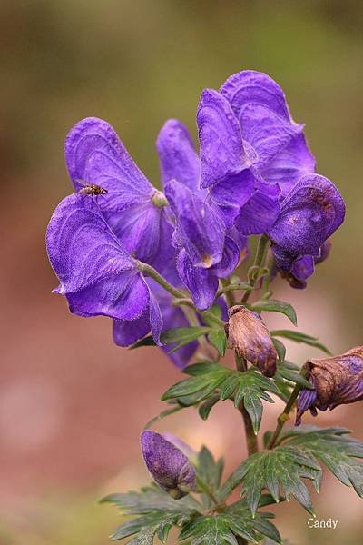 IMG_2190.jpg