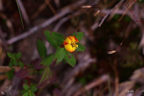 IMG_2467.jpg