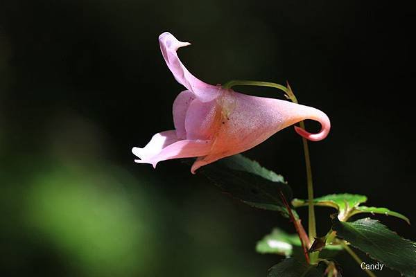 IMG_3769.jpg