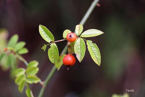 高山薔薇的果實IMG_2061.jpg