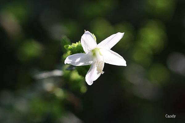 IMG_6521.jpg