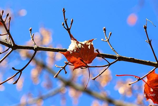 IMG_0335.JPG