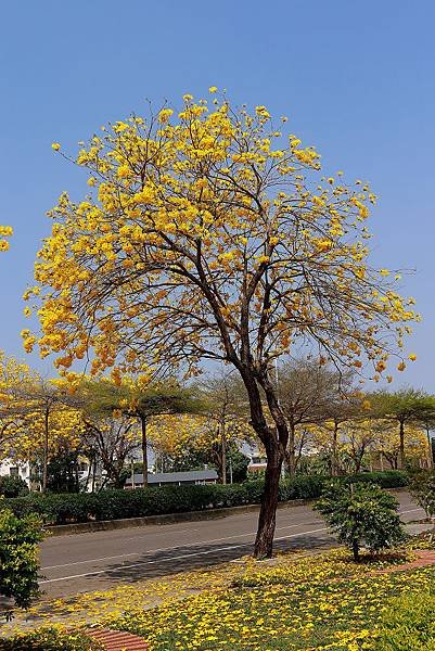 _MG_9393.JPG