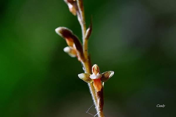 _MG_3033.JPG