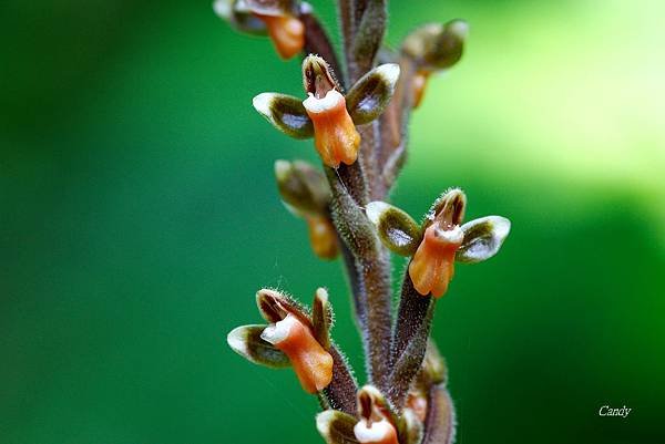 _MG_7780.JPG