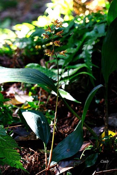 _MG_6461.JPG