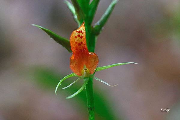 _MG_4144.JPG