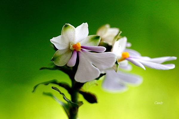 _MG_8853.JPG