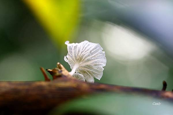 _MG_5430.JPG