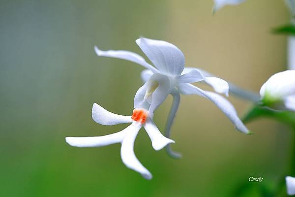 _MG_8217.JPG