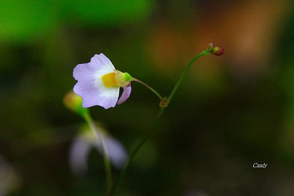 _MG_2262.JPG