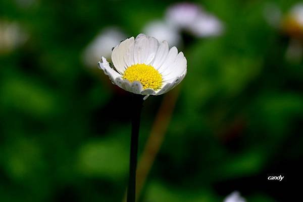 _MG_5261.JPG