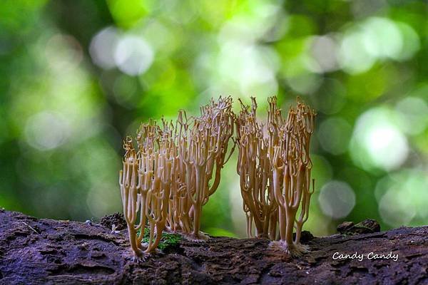 IMG_2063_副本.jpg