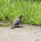 (鳩鴿科)珠頸斑鳩