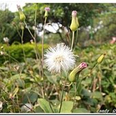 (菊科)紫背草花