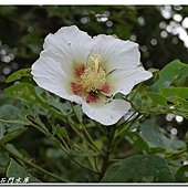 (錦葵科)山芙蓉