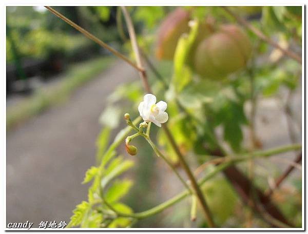 18-倒地鈴的花