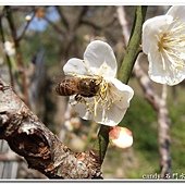 (薔薇科)梅花