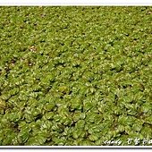 (槐葉蘋科)槐葉蘋別名人厭槐葉蘋，槐葉蘋（Salvinia molesta）是一種水生蕨類植物。