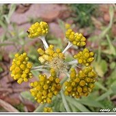 (菊科)鼠趜草