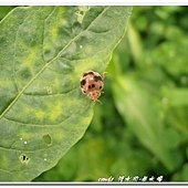 (瓢蟲科)食植瓢蟲