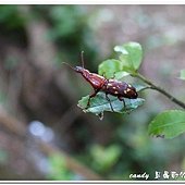 (三錐象鼻蟲科)黃紋三錐象鼻蟲