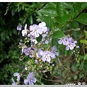 (馬鞭草科)金露花