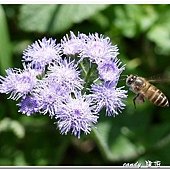 (菊科)紫花藿香薊