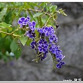 (馬鞭草科)蕾絲金露花