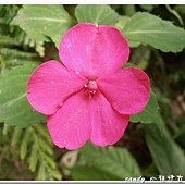 (鳳仙花科)非洲鳳仙花