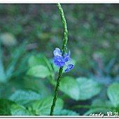 (馬鞭草科)紫花長穗木