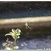 (長腳蛛科)大銀腹蛛