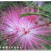 (豆科)粉撲花(香水合歡)