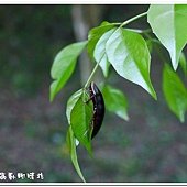 (匍蜚蠊科)東方水蠊