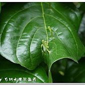 蟲癭-造癭昆蟲：木蝨科，癭(gall)是指植物組織受到昆蟲或其他生物刺激而產生的變異或擴增現象，由昆蟲所引起的癭叫做「蟲癭」，可以產生蟲癭的昆蟲叫做「造癭昆蟲」，產生蟲癭的植物叫做「成癭植物」。會造癭的昆蟲常見的有雙翅目的癭蚋、果實蠅，同翅目的木蝨、蚜蟲、介殼蟲，鱗翅目的捲葉蛾、透翅蛾，膜翅目的癭蜂、葉蜂，半翅目的網椿、纓翅目的薊馬及少數鞘翅目的天牛、象鼻蟲等。除了昆蟲會造癭外，其它尚有某些真菌、細菌、蜱、蟎等也會造癭。成癭植物產生癭後會於葉片、枝條、花朵等部位出現各式各樣的突變癭造型及色彩，極具生態研究及觀賞。