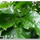 蟲癭-造癭昆蟲：木蝨科，癭(gall)是指植物組織受到昆蟲或其他生物刺激而產生的變異或擴增現象，由昆蟲所引起的癭叫做「蟲癭」，可以產生蟲癭的昆蟲叫做「造癭昆蟲」，產生蟲癭的植物叫做「成癭植物」。會造癭的昆蟲常見的有雙翅目的癭蚋、果實蠅，同翅目的木蝨、蚜蟲、介殼蟲，鱗翅目的捲葉蛾、透翅蛾，膜翅目的癭蜂、葉蜂，半翅目的網椿、纓翅目的薊馬及少數鞘翅目的天牛、象鼻蟲等。除了昆蟲會造癭外，其它尚有某些真菌、細菌、蜱、蟎等也會造癭。成癭植物產生癭後會於葉片、枝條、花朵等部位出現各式各樣的突變癭造型及色彩，極具生態研究及觀賞。