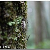 (燈蛾科)苔蛾的薄繭