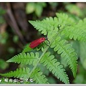 (紅螢科)紅螢